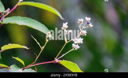 Persicaria chinensis (Polygonum chinense, kriechender Knorpel, chinesischer Knorpel). Wurde als traditionelle chinesische Medizin zur Behandlung von Geschwüren angewendet Stockfoto