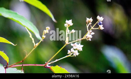 Persicaria chinensis (Polygonum chinense, kriechender Knorpel, chinesischer Knorpel). Wurde als traditionelle chinesische Medizin zur Behandlung von Geschwüren angewendet Stockfoto