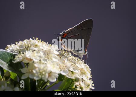 Graue Haarsträhnen oder Strymon melinus, der sich von einigen weißen Blumen in einem Yard in Payson, Arizona ernährt. Stockfoto