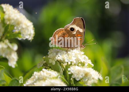 Graues Buckeye oder Junonia grisea fressen einige weiße Blumen auf einem Hof in Payson, Arizona. Stockfoto