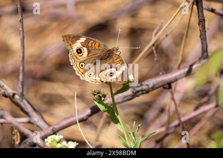 Graubuckeye oder Junonia Grisea fressen einige Wildblumen am Cypress Trail in Payson, Arizona. Stockfoto