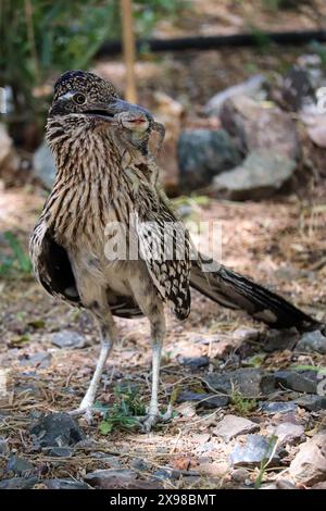 Großer Roadrunner oder Geococcyx californianus, der sich an einer Stacheleidechse in Scottsdale ernährt. Arizona. Stockfoto