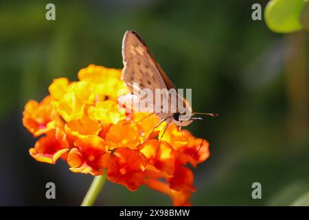 Feuriger Skipper oder Hylephila phyleus fressen einige lantana-Blüten in Scottsdale, Arizona. Stockfoto