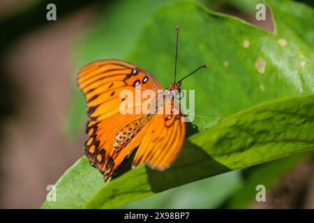 Gulf Fritillary oder Dione Vanillae, die auf einem Blatt in A und P Gärtnerei in Gilbert, Arizona thront. Stockfoto