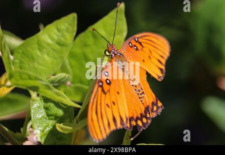 Gulf Fritillary oder Dione Vanillae, die auf einigen Blättern in A und P Gärtnerei in Gilbert, Arizona thront. Stockfoto