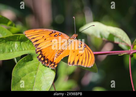 Gulf Fritillary oder Dione Vanillae, die auf einer Weinrebe in A und P Gärtnerei in Gilbert, Arizona, thront. Stockfoto