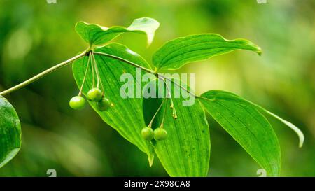 Polygonatum biflorum (glatte Salomondichtung, große Salomondichtung, Salomondichtung). Smooth Solomon's Siegel hat fast ein Dutzend Anwendungen in der Medizin Stockfoto