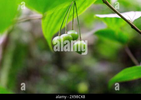 Polygonatum biflorum (glatte Salomondichtung, große Salomondichtung, Salomondichtung). Smooth Solomon's Siegel hat fast ein Dutzend Anwendungen in der Medizin Stockfoto