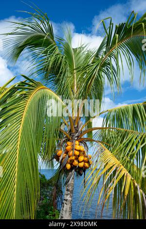 Fruchtige Palme auf Taha'a Island, Französisch-Polynesien Stockfoto