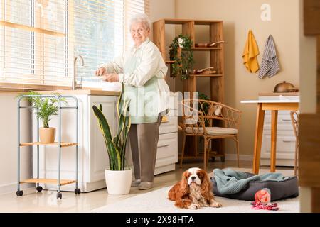 Seniorin wäscht Geschirr mit süßem Kavalier King Charles Spaniel Hund in der Küche Stockfoto