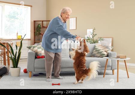 Ältere Frau spielt mit dem süßen Kavalier King Charles Spaniel Hund zu Hause Stockfoto