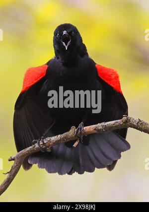 Rotflügelige Schwarzvogel auf einem Zweig mit gelbem Hintergrundier Stockfoto