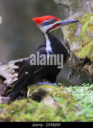 Pileated Spechte Porträt auf einem Baumstamm in den Wald in Quebec, Kanada Stockfoto