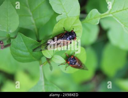 17-jährige Zikada auf Baumblättern mit einem weiteren im Hintergrund im Camp Ground Road Woods in des Plaines, Illinois Stockfoto