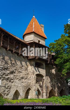 Stadtmauer und Türme in der Altstadt von Tallinn, Estland Stockfoto