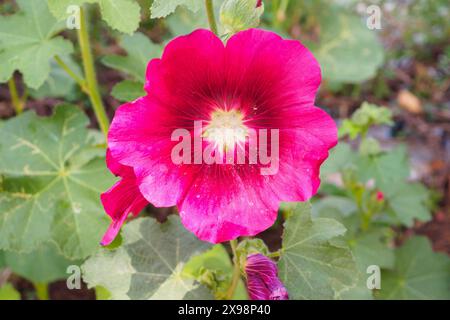 Wunderschöne rosafarbene Blüten Blüten Blüten schmücken den Garten Stockfoto