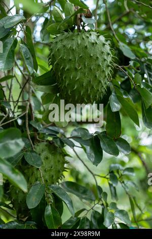 Saurer SOP-Obstbau in Costa Rica Stockfoto