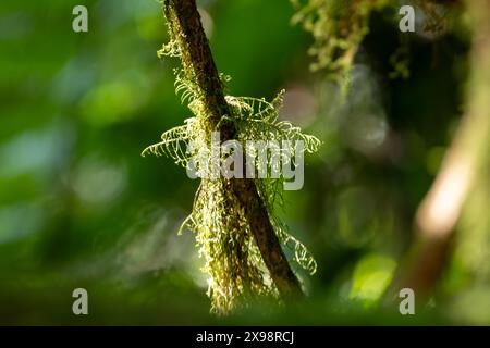 Moos wächst auf einem Baum im Regenwald in Costa Rica Stockfoto