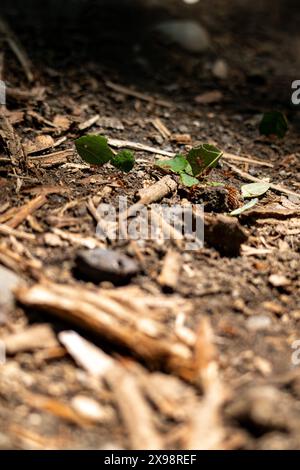 Ameisenarbeiter, die Blätter im Dschungel tragen Stockfoto