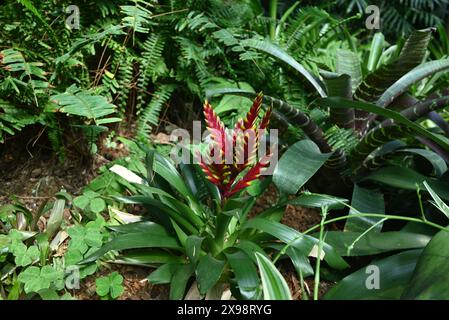 Eine rote Vriesea im grünen Busch an sonnigen Tagen Stockfoto