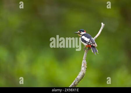 Großspecht Dendrocopos Major, erwachsener Mann auf Ast, Suffolk, England, Mai Stockfoto
