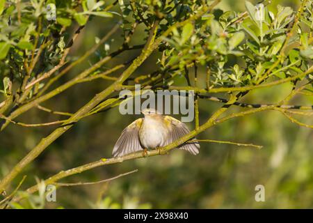 Phylloscopus trochilus, erwachsener Mann im Busch mit Flügeln, die im Rival, Suffolk, England, im Mai gezeigt werden Stockfoto