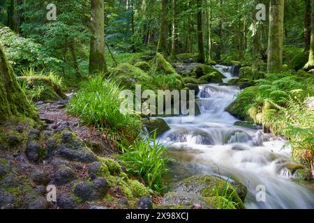 Ruhige Waldszene, kleiner Wasserfall, der über Felsen stürzt, üppiges Grün, moosbedeckte Steine, glatter Wasserfluss, Langzeitfoto. Europa, Ge Stockfoto