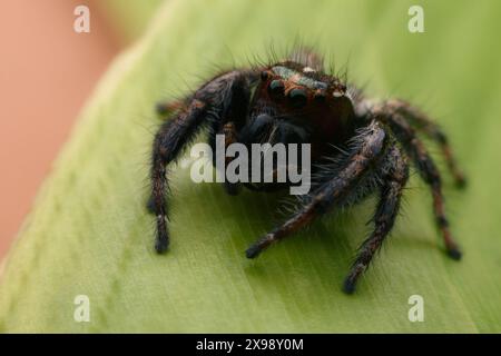 Spinnen, die auf Blätter springen. Die Details der kleinen Spinne werden mit einem Nahaufnahme-Makro erfasst. Stockfoto