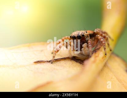 Spinnen, die auf Blätter springen. Die Details der kleinen Spinne werden mit einem Nahaufnahme-Makro erfasst. Stockfoto