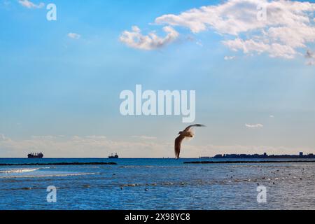 Eine Möwe, die am öffentlichen Strand in Oroklini mit der Stadt Larnaka, Zypern, im Hintergrund fliegt Stockfoto