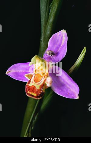 Makro der Ophrys apifera Blume mit Insekten auf Blütenblättern fotografiert in den Lombardei-Voralpen von Bergamo Italien Stockfoto