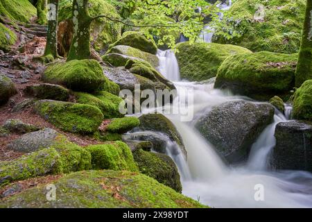 Ruhige Waldszene, kleiner Wasserfall, der über moosbedeckte Felsen stürzt, seidiges Wasser, üppiges Grün. Europa, Deutschland, Schwarzwald, Buhlertal, Gertelba Stockfoto