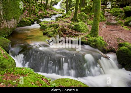 Ruhige Waldszene, kleiner Wasserfall über Felsen, umgeben von üppig grünen moosbedeckten Bäumen. Europa, Deutschland, Schwarzwald, Bühlertal, Gert Stockfoto