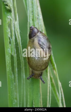 Natürliche vertikale Nahaufnahme auf einer europäischen gemeinsamen europäischen Amberschnecke, Succinea putris, einer kleinen Luft atmenden Landschnecke Stockfoto