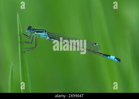 Natürliche Nahaufnahme einer blauen männlichen europäischen Blauschwanzfliege, Ischnura elegans, die im Gras thront Stockfoto
