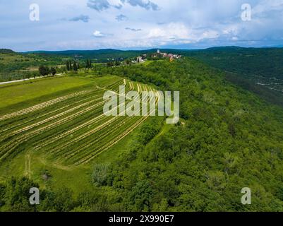 Weingärten in der Nähe von Oprtalj in Istra, Kroatien Stockfoto