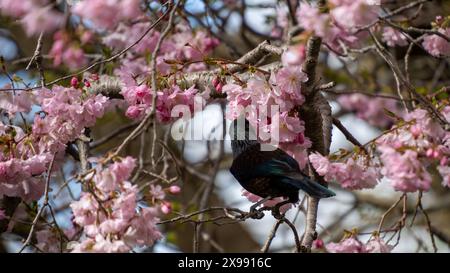 Neuseeland tui Vogel, die Kirschblüten im Queens Park, Invercargill, fressen. TUI trinkt Nektar und zieht blühende Kirschbäume an. Querformat mit Stockfoto