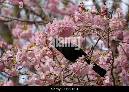 Neuseeland tui Vogel, die Kirschblüten im Queens Park, Invercargill, fressen. TUI trinkt Nektar und zieht blühende Kirschbäume an. Stockfoto