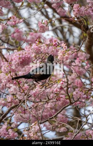 Neuseeland tui Vogel, die Kirschblüten im Queens Park, Invercargill, fressen. TUI trinkt Nektar und zieht blühende Kirschbäume an. Vertikal fo Stockfoto