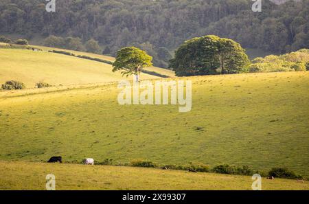 Einsamer Baum am Abend goldenes Licht auf den südlichen Tiefen nahe Ditchling Beacon im Osten Sussex im Südosten Englands Großbritannien Stockfoto