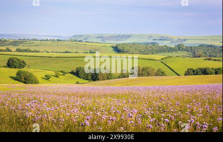 Felder des violetten Lacy Phacelia in den südlichen Tiefen nahe Ditchling Brighton im Osten Sussex im Südosten Englands Großbritannien Stockfoto