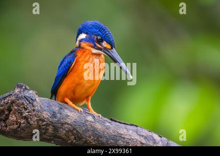 Blauohriger Eisvogel - Alcedo meninting, kleiner schöner farbiger eisvogel von Asia River Ufers, Mangroven und immergrünen Wald, Kinabatangan River Stockfoto