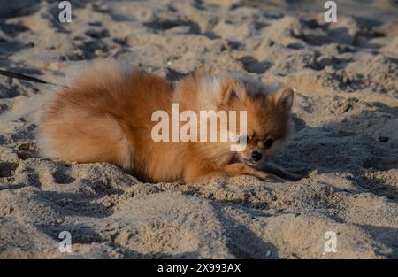 Brauner pommerscher Hund isoliert auf weißem Hintergrund, niedliches Haustier zu Hause. Stockfoto