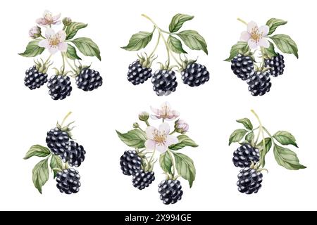 Brombeerzweige mit Blumen, Set mit Aquarellabbildungen. Kompositionen mit Beeren für Tischtextilien, Porzellangeschirr, Drucke, Stockfoto