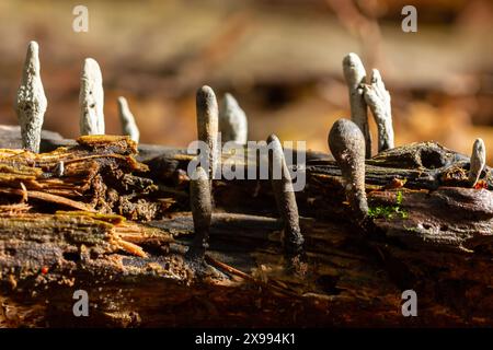 Xylaria hypoxylon ist eine Pilzart aus der Familie Xylariaceae, die unter einer Vielzahl von gebräuchlichen Bezeichnungen wie dem Kerzenpilz, der Kerzenschnuppe, bekannt ist Stockfoto