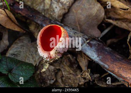 Frühlingsessbare rote Pilze Sarcoscypha wachsen im Wald. Nahaufnahme. Sarcoscypha austriaca oder Sarcoscypha coccinea - Pilze der Frühfrühlingszeit, KN Stockfoto