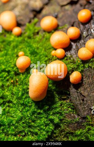 Orangenroter Schleimpilz Lycogala Epidendrum im Herbstwald. Stockfoto