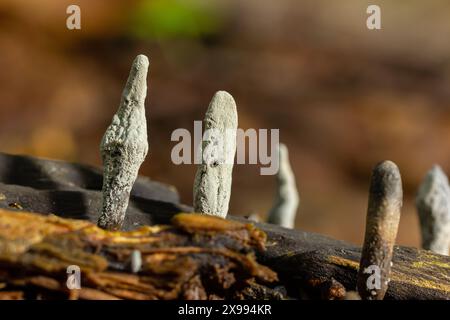 Xylaria hypoxylon ist eine Pilzart aus der Familie Xylariaceae, die unter einer Vielzahl von gebräuchlichen Bezeichnungen wie dem Kerzenpilz, der Kerzenschnuppe, bekannt ist Stockfoto