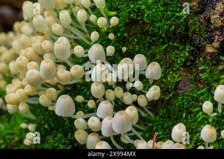 Mycena epipterygia ist eine Pilzart aus der Familie der Pilze, die in Europa häufig vorkommt Stockfoto