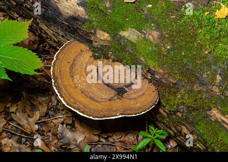 Braunbärenbrotpilz mit weißen Borten und grünem Moos im Wald - Ganoderma applanatum. Stockfoto